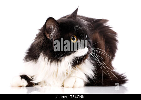 Das Kätzchen legt nach vorne, den Kopf nach rechts. Die Katze ist auf einem weißen Hintergrund. Als package Design Element für Katzenfutter Stockfoto