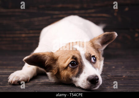 Der Hund legte seinen Kopf auf den Boden und sah auf. Als Postkarte design Element des neuen Jahres. Ein Hund auf schwarzem Hintergrund. Close-up Stockfoto