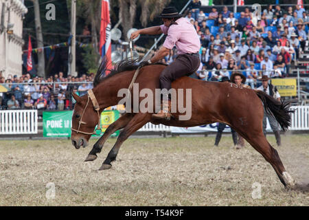 Montevideo, Uruguay. 20 Apr, 2019. Ein Gaucho (Cowboy) gesehen ein Pferd reiten während des ''Criolla Woche'' Rodeo in Montevideo. Jeder April seit 1925, die Criolla Woche Festival in Montevideo, wo Gaucho (Cowboy) Fahrt wilde Pferde gefeiert wird Tradition des Landes zu verewigen. Neben dem Rodeo show gibt es mehrere Musicals und die traditionelle Gastronomie. Credit: Mauricio Zina/SOPA Images/ZUMA Draht/Alamy leben Nachrichten Stockfoto