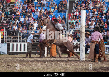 Montevideo, Uruguay. 20 Apr, 2019. Ein Gaucho (Cowboy) gesehen ein Pferd reiten während des ''Criolla Woche'' Rodeo in Montevideo. Jeder April seit 1925, die Criolla Woche Festival in Montevideo, wo Gaucho (Cowboy) Fahrt wilde Pferde gefeiert wird Tradition des Landes zu verewigen. Neben dem Rodeo show gibt es mehrere Musicals und die traditionelle Gastronomie. Credit: Mauricio Zina/SOPA Images/ZUMA Draht/Alamy leben Nachrichten Stockfoto