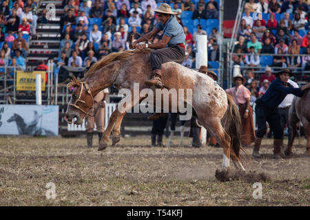 Montevideo, Uruguay. 20 Apr, 2019. Ein Gaucho (Cowboy) gesehen ein Pferd reiten während der 'Criolla Woche' Rodeo in Montevideo. Seit 1925 jährlich im April, die Criolla Woche Festival in Montevideo, wo Gaucho (Cowboy) Fahrt wilde Pferde gefeiert Tradition des Landes zu verewigen. Neben dem Rodeo show gibt es mehrere Musicals und die traditionelle Gastronomie. Credit: SOPA Images Limited/Alamy leben Nachrichten Stockfoto