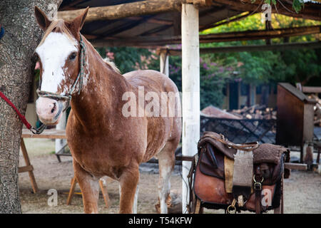 Montevideo, Uruguay. 20 Apr, 2019. Ein Pferd gesehen seinen Reiter am Rodeo 'Criolla Woche" in Montevideo warten. Seit 1925 jährlich im April, die Criolla Woche Festival in Montevideo, wo Gaucho (Cowboy) Fahrt wilde Pferde gefeiert Tradition des Landes zu verewigen. Neben dem Rodeo show gibt es mehrere Musicals und die traditionelle Gastronomie. Credit: SOPA Images Limited/Alamy leben Nachrichten Stockfoto