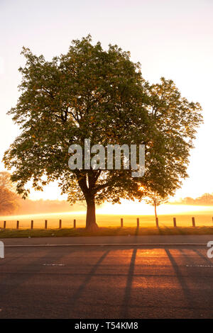 Northampton, Großbritannien. 21 April 2019, Wetter. Am frühen Morgen Nebel über Abington Park, eine Kastanie. Aesculus hippocastanum (Hippocastanaceae), steht in der Silhouette, mit der Sonne hinter steigen, für einen anderen warmen hellen Tag prognostiziert. Credit: Keith J Smith./Alamy leben Nachrichten Stockfoto