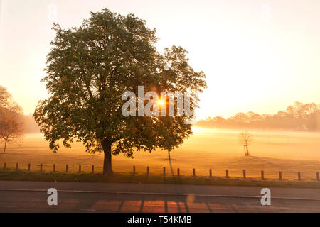 Northampton, Großbritannien. 21 April 2019, Wetter. Am frühen Morgen Nebel über Abington Park, eine Kastanie. Aesculus hippocastanum (Hippocastanaceae), steht in der Silhouette, mit der Sonne hinter steigen, für einen anderen warmen hellen Tag prognostiziert. Credit: Keith J Smith./Alamy leben Nachrichten Stockfoto