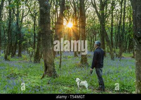 Man Walking Mops Hund in Bluebell Woods Stockfoto