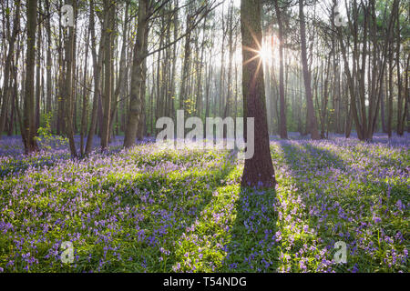 Scunthorpe, Großbritannien. 21 Apr, 2019. UK Wetter: am frühen Morgen in einem Waldgebiet mit Glockenblumen im Frühjahr. Brumby Holz, Scunthorpe, North Lincolnshire, Großbritannien. 21. April 2019. Quelle: LEE BEEL/Alamy leben Nachrichten Stockfoto