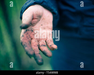 Die schmutzigen Hände nach der Gartenarbeit. Gärtner ohne Handschuhe. Stockfoto