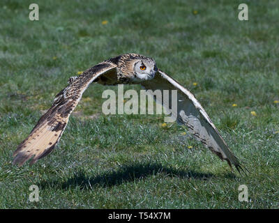 Eurasischen Uhu im Flug mit Vegetation im Hintergrund Stockfoto