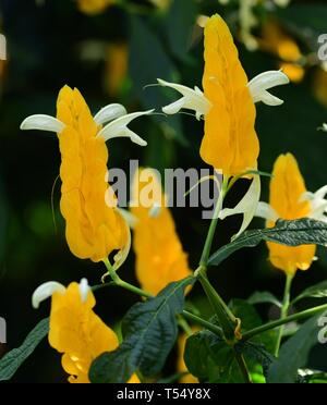 Gelbe Blumen des Goldenen Garnelen Anlage. Stockfoto