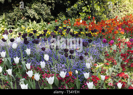 Vielzahl von Tulpen blühen in London Stockfoto