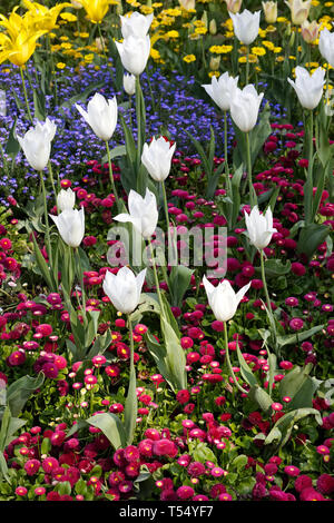 Vielzahl von Tulpen blühen in London Stockfoto