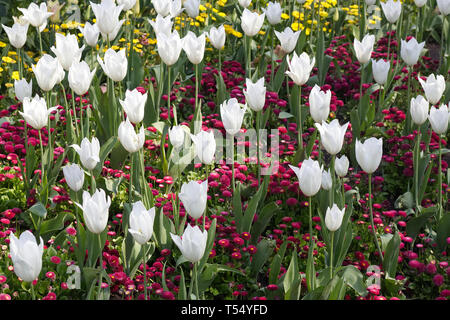 Vielzahl von Tulpen blühen in London Stockfoto