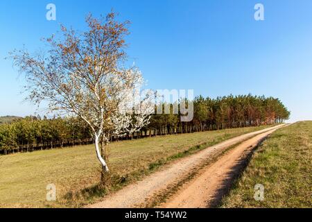 Blühende Kirsche auf einer Landstraße in der tschechischen Landschaft. Wilde kirsche baum im Frühling. Frühling in der Landschaft. Stockfoto