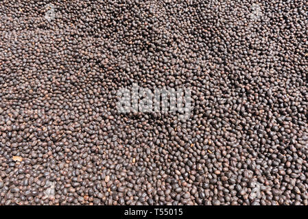 Kaffeebohnen trocknen in der Sonne auf einer Kaffeeplantage Stockfoto