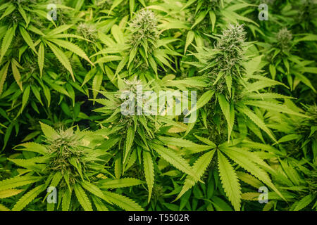 Medizinisches Marihuana Pflanzen Indoor - Cannabis Farm Stockfoto