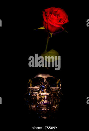 Rote Rose im Glas Schädel Vase Stockfoto