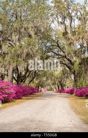 Azalee Blumen in voller Blüte entlang der Allee der Eichen in Bonaventure Cemetery in Savannah, Georgia Stockfoto