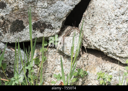Juvenile Tyrrhenische Wand Eidechse (Podarcis tiliguerta) an einer Wand Stockfoto