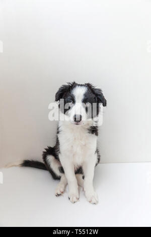 Lustige studio Portrait von niedlichen smilling Welpe Hund Border Collie auf weißem Hintergrund. Neue schöne Mitglied der Familie kleiner Hund gucken und Warten Stockfoto