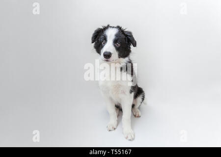 Lustige studio Portrait von niedlichen smilling Welpe Hund Border Collie auf weißem Hintergrund. Neue schöne Mitglied der Familie kleiner Hund gucken und Warten Stockfoto