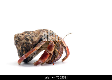 Der einsiedlerkrebs auf weißem Hintergrund Stockfoto