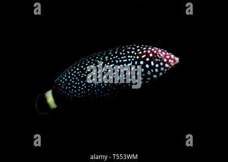 Weiß gefleckten Lippfisch - Melanurus Anampses Stockfoto