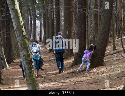 Meriden, CT USA. Apr 2019. Eine Familie wandern ein Park Trail während Tochter nimmt einen Blick von was Creepy Kreaturen Leben innerhalb dieser Baum hohl. Stockfoto