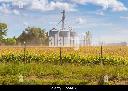 Soja Plantage im Feld mit Defokussierten Silos im Hintergrund Stockfoto