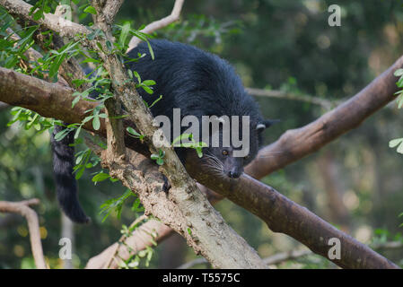 Binturong (CAT) auf den Ästen eines Baumes an einem sonnigen Tag Stockfoto