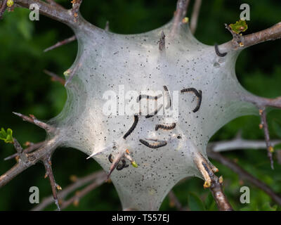 Tent caterpillar Nest aka Lakai Nachtfalter Raupen. Malacosoma eulengattung. Auf Prunus spinosa Zweig. Stockfoto