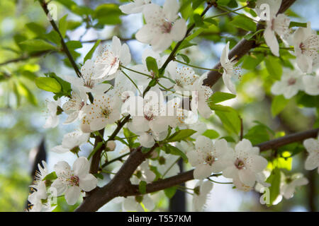 Cherry Tree Branch Blüte mit weißen Blumen im Botanischen Garten Frühling Stockfoto