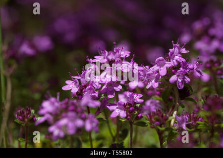 Schleichende wilder Thymian, ein wenig schwer mit einer Reihe von Nutzen: Medizin, Bodendecker, Bienen es liebevoll sind, ... Stockfoto