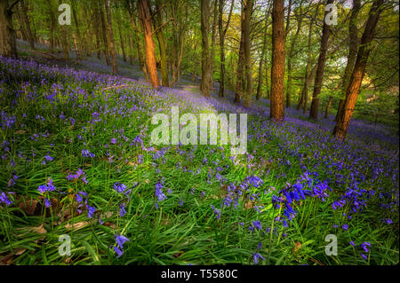 Bluebells in zehn Hektar großen Wald Stockfoto