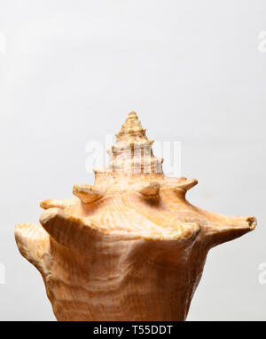 Grosser Ozean Shell auf einem weißen Hintergrund. Stockfoto