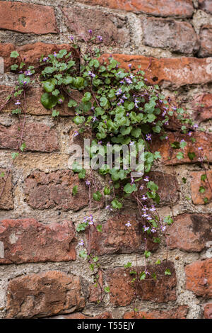 Cymbalaraia muralis, der Efeu-leaved Toadflax auf der Mauer der Festung Kalemegdan in Belgrad Stockfoto