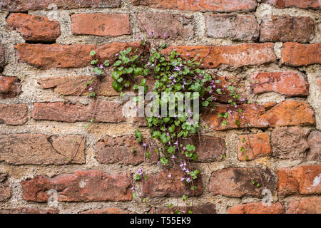 Cymbalaraia muralis, der Efeu-leaved Toadflax auf der Mauer der Festung Kalemegdan in Belgrad Stockfoto