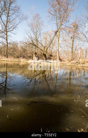 Slanaky River Lake in der Nähe von Studenka Stadt in LANDSCHAFTSSCHUTZGEBIETES Poodri in der Tschechischen Republik während schönen Frühlingstag mit Bäumen spiegelt sich auf Wasser fround und klaren Himmel Stockfoto