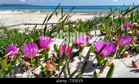 Nahaufnahme des Carpobrotus Edulis (Hottentotten-Abb.) fuchsia Blumen auf dem weißen Sand von Budoni Strand in Sardinien mit dem Blau des Meeres und des Himmels Stockfoto