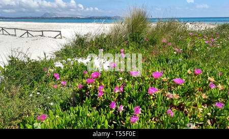 Nahaufnahme des Carpobrotus Edulis (Hottentotten-Abb.) fuchsia Blumen auf dem weißen Sand von Budoni Strand in Sardinien mit dem Blau des Meeres und des Himmels Stockfoto