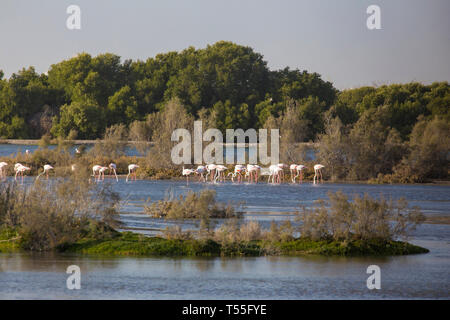 UAE, Dubai, Dubai Creek (Khor Dubai), Ras Al-Khor Wildlife Sanctuary, Flamingo (Phoenicopterus Roseus) und die Skyline der Stadt. Stockfoto