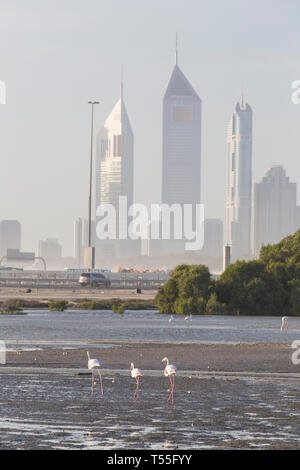 UAE, Dubai, Dubai Creek (Khor Dubai), Ras Al-Khor Wildlife Sanctuary, Flamingo (Phoenicopterus Roseus) und die Skyline der Stadt. Stockfoto