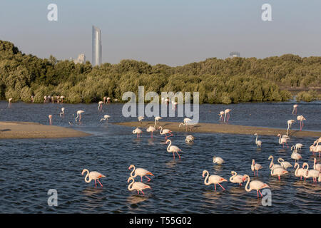 UAE, Dubai, Dubai Creek (Khor Dubai), Ras Al-Khor Wildlife Sanctuary, Flamingo (Phoenicopterus Roseus) und die Skyline der Stadt. Stockfoto