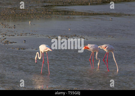 UAE, Dubai, Dubai Creek (Khor Dubai), Ras Al-Khor Wildlife Sanctuary, Flamingo (Phoenicopterus Roseus) und die Skyline der Stadt. Stockfoto