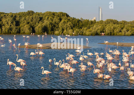 UAE, Dubai, Dubai Creek (Khor Dubai), Ras Al-Khor Wildlife Sanctuary, Flamingo (Phoenicopterus Roseus) und die Skyline der Stadt. Stockfoto