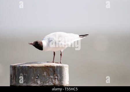 Lachmöwe entlang der Abschlussdeich Stockfoto