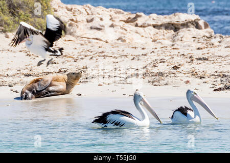 Drei Pelikane und Seelöwen am Strand von Penguin Island, Rockingham Western Australia Stockfoto