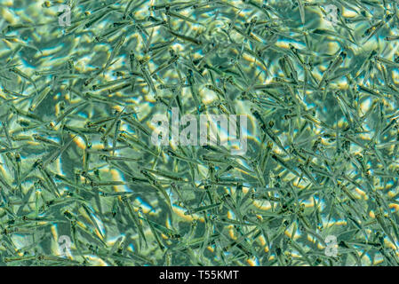 Schule der kleine Fische im kristallklaren, grünlich und flaches Meer mit sandigen Boden Stockfoto
