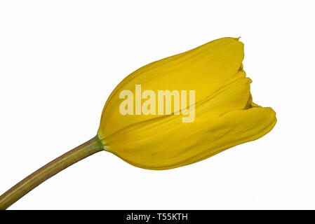 Closeup Fokus gestapelt Schuß eines isolierten Gelbe Tulpe auf weißem Hintergrund mit Freistellungspfad isoliert Stockfoto