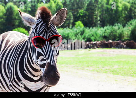 Lustige zebra mit Sonnenbrille Stockfoto