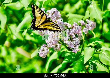 Schmetterling, gelben Schwalbenschwanz BUTTERFLE Stockfoto